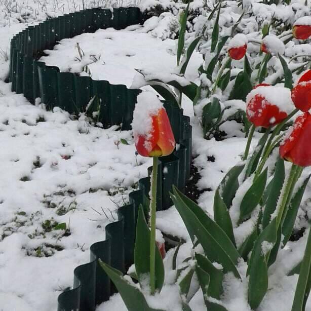 Ограждение грядки Волна зимой в Череповце